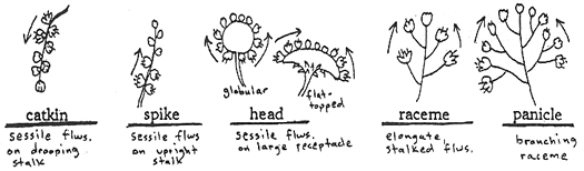 catkin spike head raceme panicle