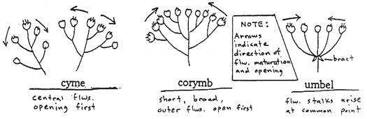 cyme coryomb umbel