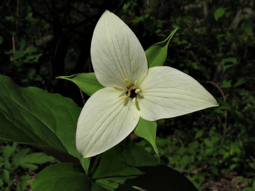 image of Trillium simile, Sweet White Trillium, Confusing Trillium, Jeweled Trillium