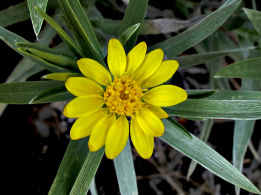 image of Pityopsis ruthii, Ruth's Goldenaster