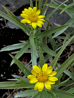 image of Pityopsis ruthii, Ruth's Goldenaster