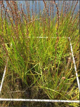 image of Philydrum lanuginosum, Woolly Frogsmouth, Frogmouth, Woolly Waterlily