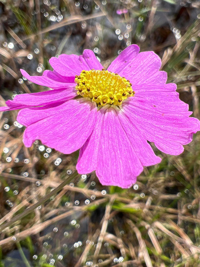 image of Coreopsis nudata, Swamp Coreopsis