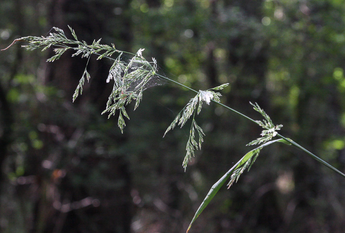 panicle