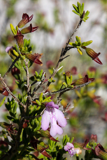 image of Clinopodium ashei, Ashe's Savory, Ashe's Calamint, Ohoopee Dunes Wild Basil