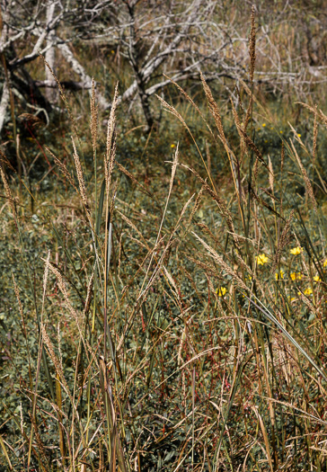 image of Coleataenia rigidula ssp. condensa, Dense Panicgrass