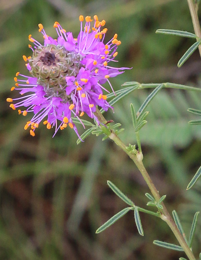 Dalea purpurea