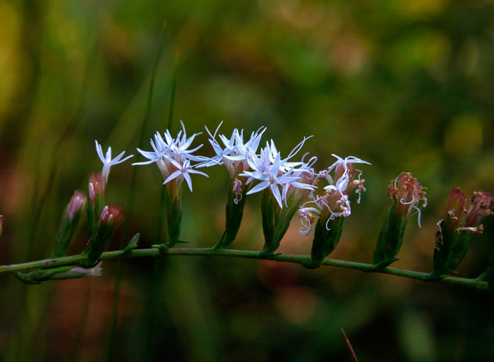 image of Liatris secunda, Sandhill Blazing-star, One-sided Blazing-star, Lax Blazing-star