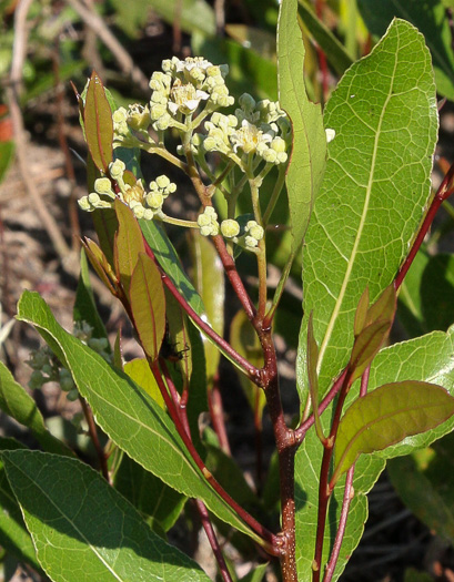 image of Geobalanus oblongifolius, Gopher-apple, Ground-oak