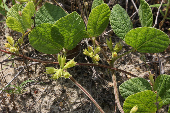 image of Rhynchosia difformis, Doubleform Snoutbean