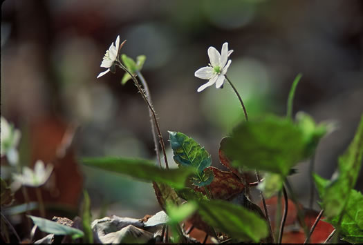 image of Hepatica acutiloba, Sharp-lobed Hepatica, Sharp-lobed Liverleaf