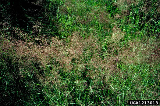 image of Agrostis gigantea, Black Bentgrass, Redtop Bentgrass, Redtop