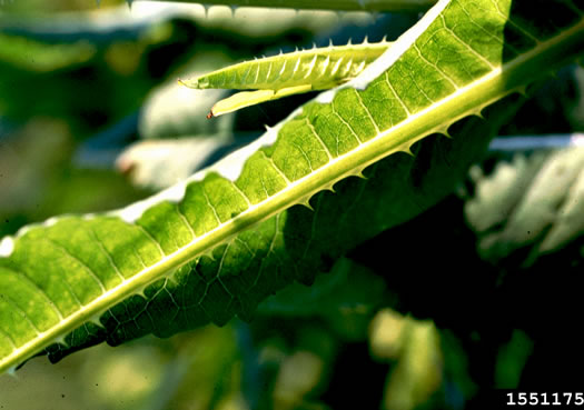 image of Dipsacus fullonum, Wild Teasel, Common Teasel