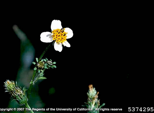 image of Bidens pilosa, Hairy Beggarticks