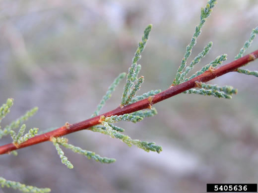 image of Tamarix ramosissima, Salt-cedar, Tamarisk