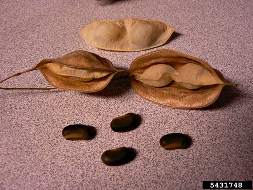 image of Sesbania vesicaria, Bladderpod, Bagpod