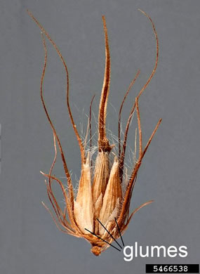 image of Cenchrus ciliaris, Buffelgrass