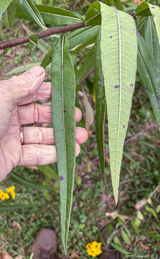 image of Helianthus simulans, Muck Sunflower