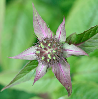 image of Monarda punctata var. punctata, Eastern Horsemint, Spotted Beebalm