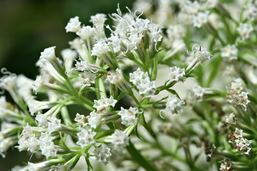 image of Mikania scandens, Climbing Hempweed