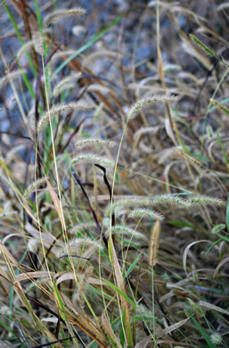 image of Setaria viridis var. viridis, Green Foxtail, Green Bristlegrass