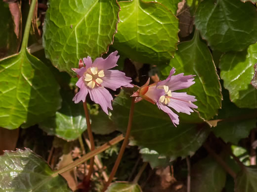 image of Shortia galacifolia, Oconee Bells, Southern Shortia