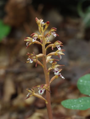 image of Corallorhiza maculata var. maculata, Eastern Spotted Coralroot, Summer Coralroot