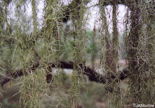 image of Tillandsia usneoides, Spanish-moss, Long-moss