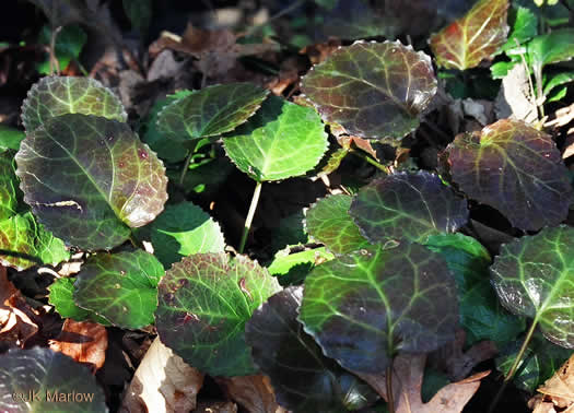 image of Shortia galacifolia, Oconee Bells, Southern Shortia