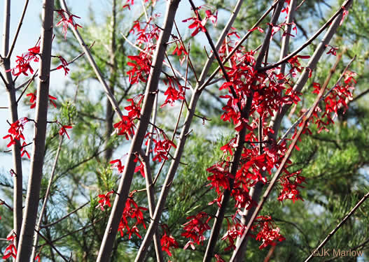 image of Acer rubrum var. rubrum, Eastern Red Maple