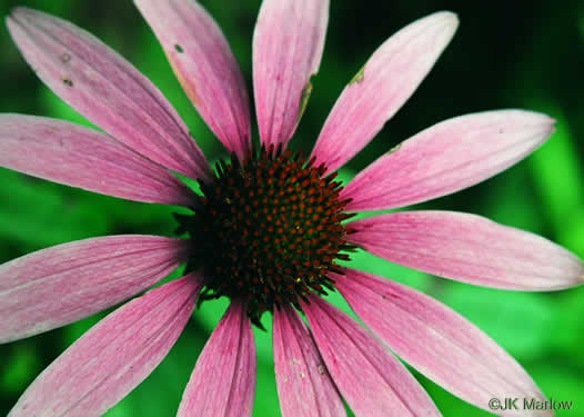 image of Echinacea purpurea, Eastern Purple Coneflower