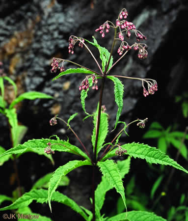 Eutrochium maculatum var. maculatum, Spotted Joe-pye-weed