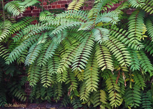 image of Ailanthus altissima, Ailanthus, Tree-of-heaven, Stink-tree