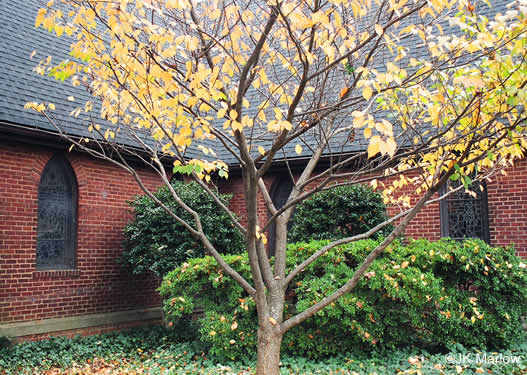 image of Prunus ×yedoensis, Yoshino Cherry