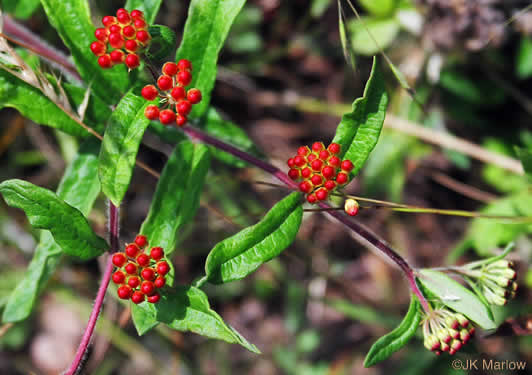 image of Asclepias tuberosa var. tuberosa, Butterfly Milkweed, Eastern Butterflyweed, Pleurisy Root, Wind Root