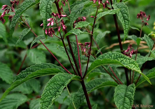 Eutrochium maculatum var. maculatum, Spotted Joe-pye-weed