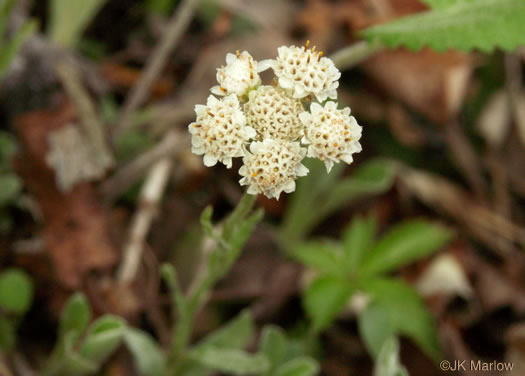 image of Antennaria parlinii ssp. fallax, Big-head Pussytoes