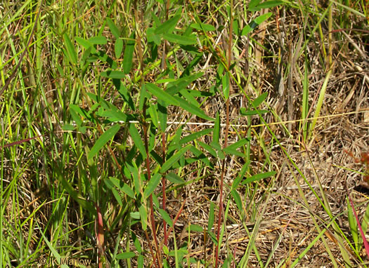 image of Lespedeza virginica, Virginia Lespedeza, Slender Lespedeza, Virginia Bush-clover, Slender Bush-clover