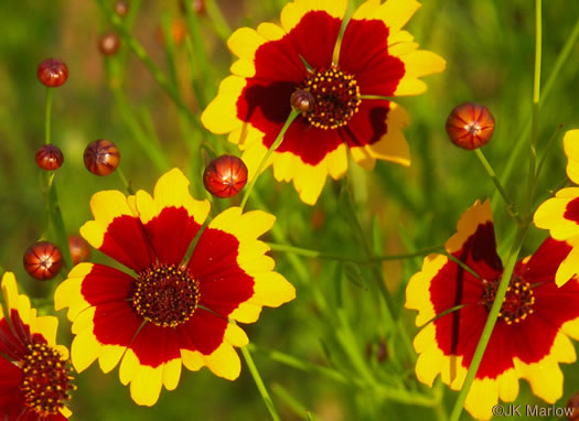 image of Coreopsis tinctoria var. tinctoria, Plains Coreopsis, Calliopsis, Garden Coreopsis, Golden Tickseed