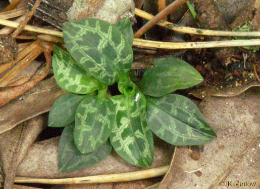 image of Goodyera repens, Lesser Rattlesnake-orchid, Lesser Rattlesnake-plantain