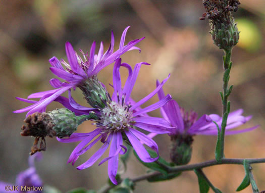 image of Symphyotrichum georgianum, Georgia Aster