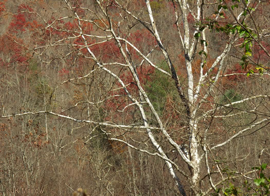 image of Platanus occidentalis var. occidentalis, American Sycamore, Planetree