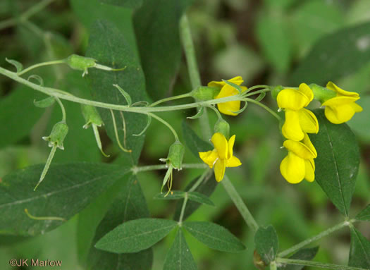 image of Thermopsis fraxinifolia, Ashleaf Golden-banner