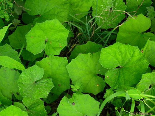 image of Tussilago farfara, Coltsfoot