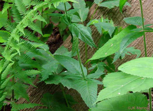 image of Blephilia hirsuta, Hairy Woodmint