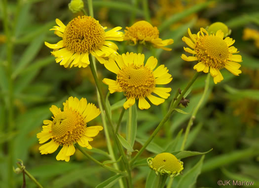 image of Helenium autumnale, Common Sneezeweed