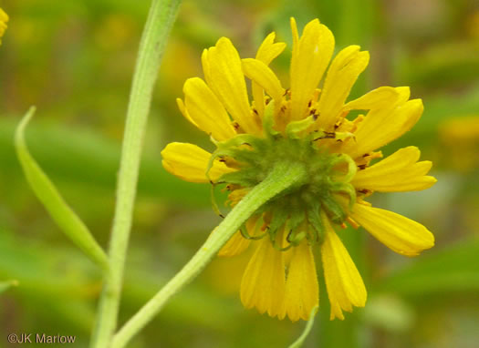 image of Helenium autumnale, Common Sneezeweed