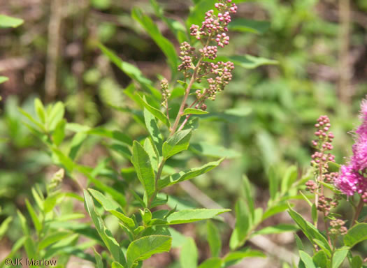 image of Spiraea alba, Narrowleaf Meadowsweet, Pipestem