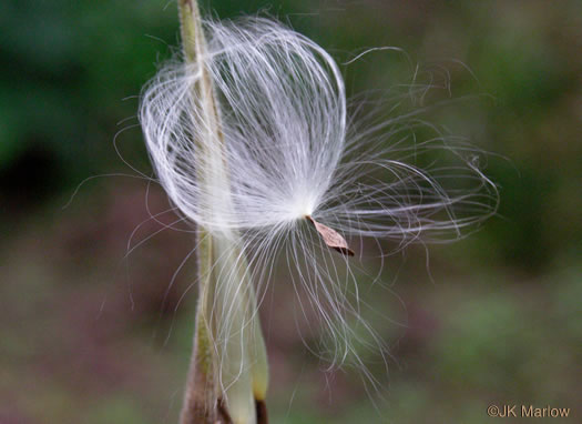 image of Asclepias tuberosa var. tuberosa, Butterfly Milkweed, Eastern Butterflyweed, Pleurisy Root, Wind Root