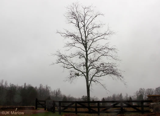 image of Diospyros virginiana, American Persimmon, Possumwood, Simmon